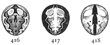 Figs. 416, 417, 418. Markings of the
abdomen of Epeira parvula.