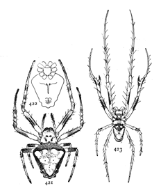 Figs. 421, 422, 423. Epeira verrucosa.&mdash;421, female
enlarged twice. 422, under side of female. 423,
male enlarged twice.