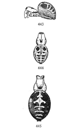 Figs. 443, 444, 445. Meta menardi.443, 444,
half-grown young. 445, back of
adult female.