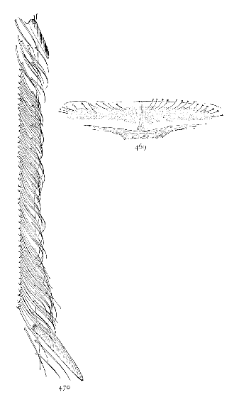 Figs. 469, 470.&mdash;469, cribellum. 470, calamistrum
of Amaurobius sylvestris.