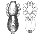 Fig. 17. Fig. 18.
Prosthesima ecclesiastica.&mdash;Upper
and under views of
female enlarged four times.