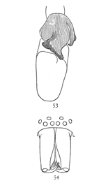 Figs. 53, 54. Clubiona
tibialis.&mdash;53, end of palpus of male, showing
large tibia. 54, head and mandibles of male.