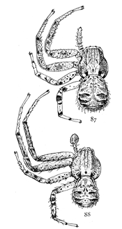 Figs. 87, 88. Xysticus stomachosus.&mdash;87,
female. 88, male. Both enlarged four times.