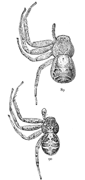 Figs. 89, 90. Xysticus limbatus.&mdash;89,
female. 90, male. Both enlarged four times.