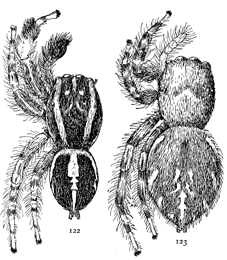 Figs. 122, 123. Habrocestum auratum.&mdash;122, male.
123, female. Both enlarged eight times.
