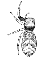 Fig. 132. Zygoballus
bettini.&mdash;Female
enlarged eight times.