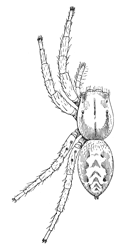 Fig. 152. M&aelig;via vittata.&mdash;Female
enlarged six times.
