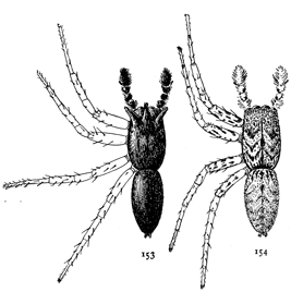 Figs. 153, 154. M&aelig;via vittata.&mdash;Males enlarged six
times. 153, dark variety with long hairs on front
of head. 154, light variety colored like the female.
