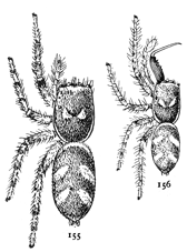 Figs. 155, 156.Epiblemum scenicum.&mdash;155, female.
156, male. Both enlarged six times.