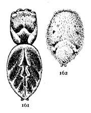 Figs. 161, 162.
Hasarius hoyi.&mdash;161, young female enlarged
six times. 162, abdomen of adult female to show
difference in markings.