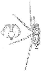 Figs. 177, 178. Lycosa
cinerea.&mdash;177,
female enlarged
four times. 178,
maxill&aelig;.