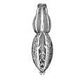 Fig. 183. Lycosa
scutulata.&mdash;Female
enlarged
twice.