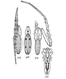 Figs. 424, 425, 426,
427. Larinia directa. 424,
male with one
front leg to show its great
length. 425, female with
the legs of one side drawn
up in a natural position,
showing the spots. 426, female with
four large spots on the back. 427,
under side.