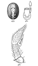 Figs. 479, 480, 481. Dictyna
frondea.&mdash;479, markings
of the abdomen enlarged
eight times. 480, cephalothorax
and palpus of male.
481, palpus of male.