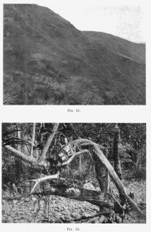 Fig. 51&mdash;Robledo’s mountain-side trail in the Urubamba
Valley below Rosalina.