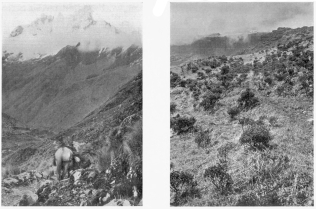 Fig. 96&mdash;Snow-capped mountain, Soiroccocha, north of
Arma, Cordillera Vilcapampa. The blue glacier ice descends almost to the
edge of a belt of extraordinary woodland growing just under the
snowline. The glacier is seen to overhang the valley and to have built
on the steep valley wall terminal moraines whose outer slopes are almost
precipitous.