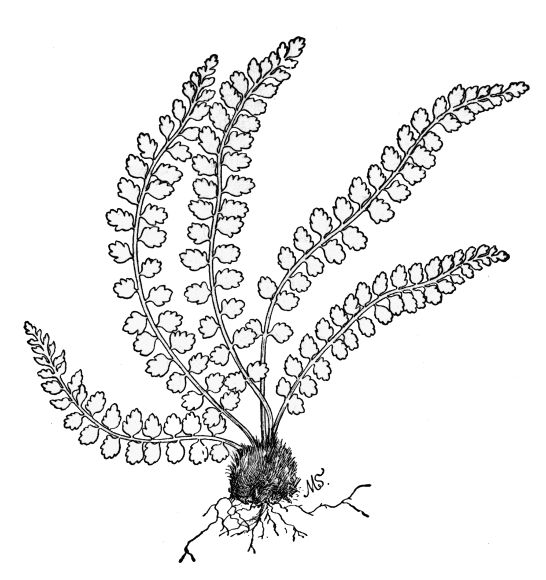 PLATE XX
GREEN SPLEENWORT