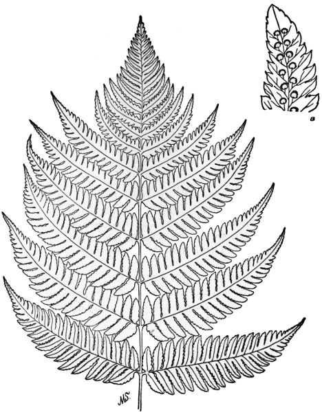 PLATE XXXI
Part of fertile frond of Goldies Fern