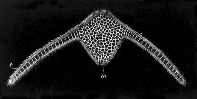 Three-days’ larva of �ginopsis