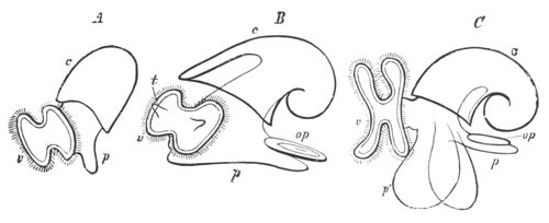 Larv� of Cephalophorous Mollusca