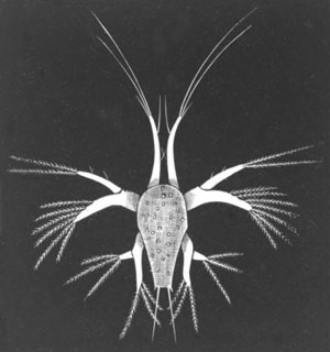 Nauplius stage of Pen�us