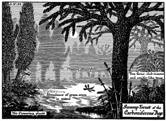 Diagram of Life in the Later Palæozoic Age.

Life is creeping out of the water. An insect like a dragon fly is shown.
There were amphibia like gigantic newts and salamanders, and even
primitive reptiles in these swamps.