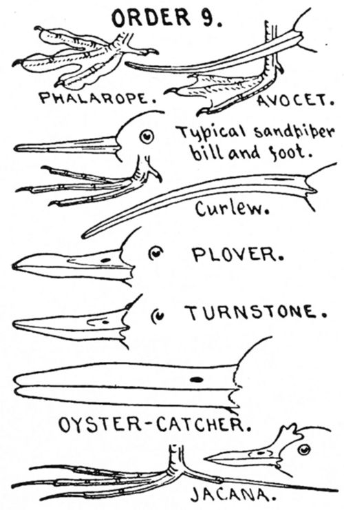 ORDER 9. SHORE BIRDS. Limicol&aelig;.