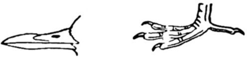 ORDER 11. PIGEONS AND DOVES. Columb&aelig;.