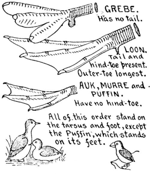 ORDER 1. DIVING BIRDS&mdash;Pygopodes.