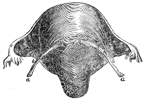 Muscular
Fibres of the Womb