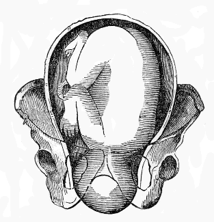 head
beginning to Rotate