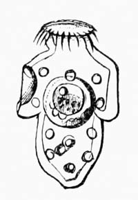 Illustration: Isolated scolex of T�nia echinococcus