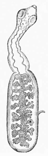 Illustration: T�nia echinococcus, from dog