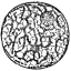 NUCLEUS OF A CELL, SHOWING CHROMATIN NETWORK

(After Martin’s “Human Body”)