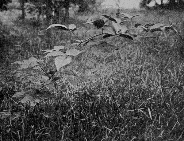 black
raspberry vine