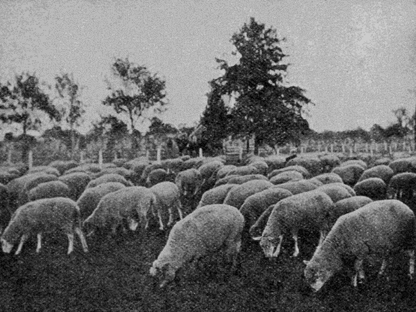 grazing
sheep