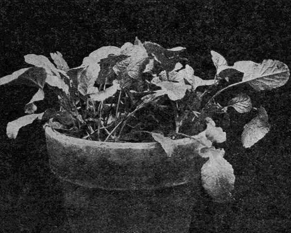 pot of
radishes