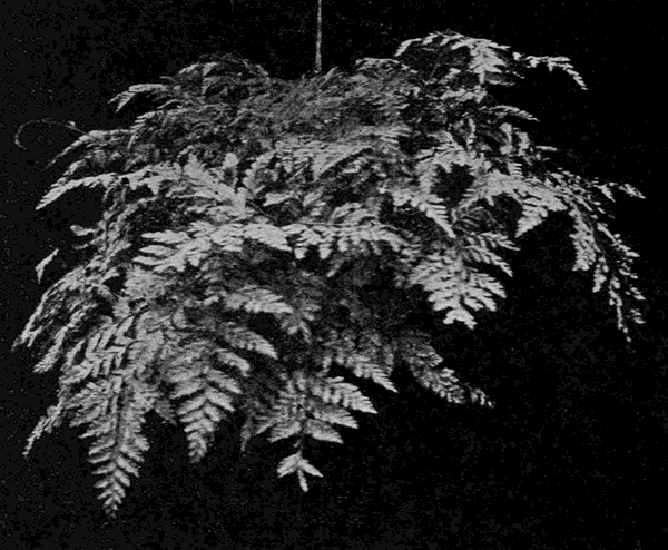 Japanese
fern-ball