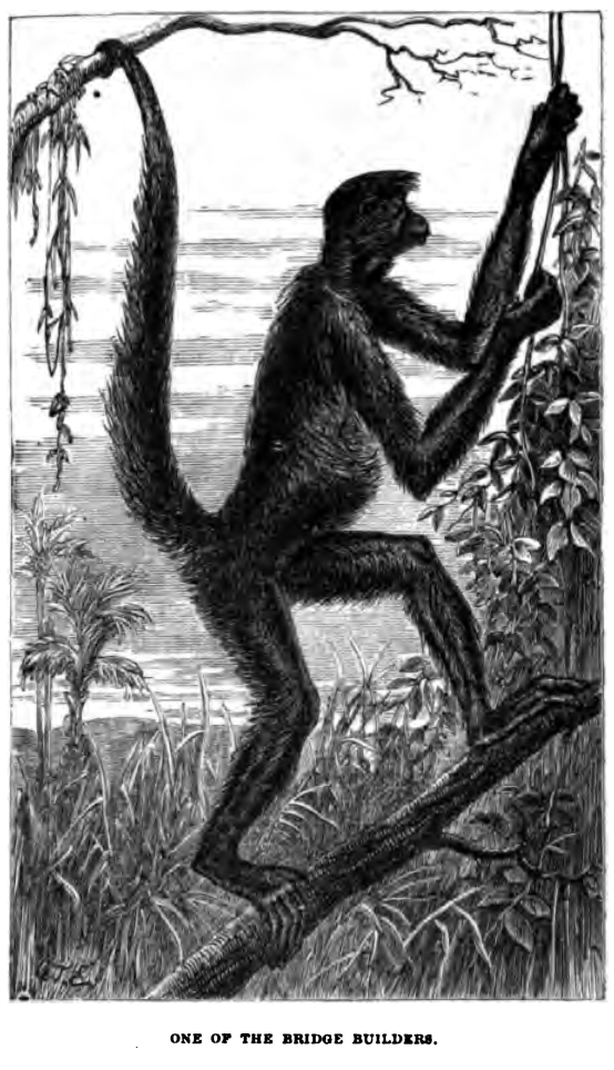 8163 