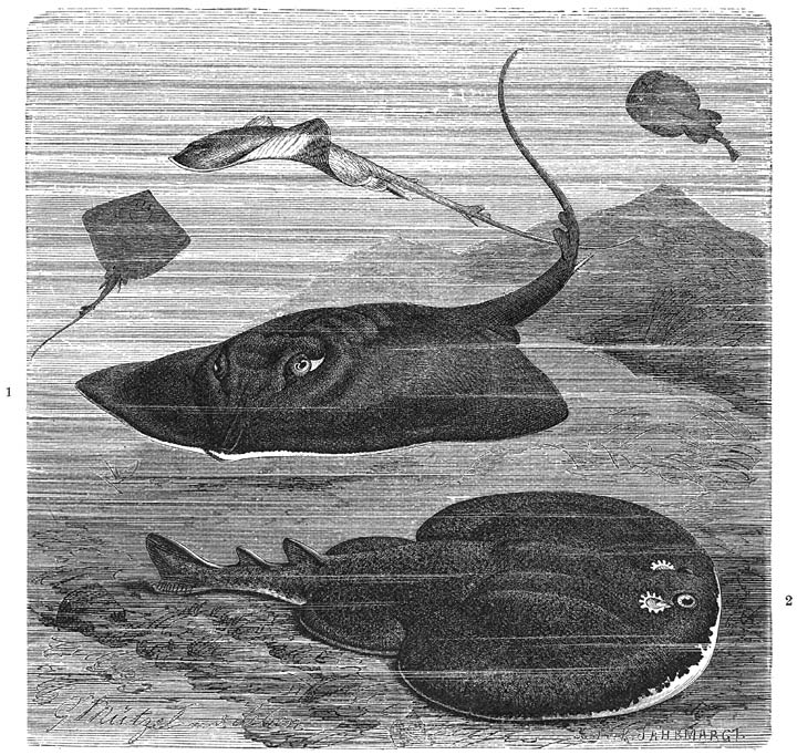 1) Pijlstaartrog (Trygon pastinaca; ten onrechte draagt de staart in deze afbeelding 2 rugvinnen en ontspringt de stekel aan de onderzijde in plaats van aan de bovenzijde).&mdash;2) Trilrog (Torpedo marmorata). ​1&frasl;15​ v. d. ware grootte.