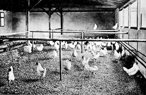 Geflügelstall mit Scharraum
um den Hühnern bei schlechtem Wetter und im Winter Gelegenheit zum Scharren zu geben