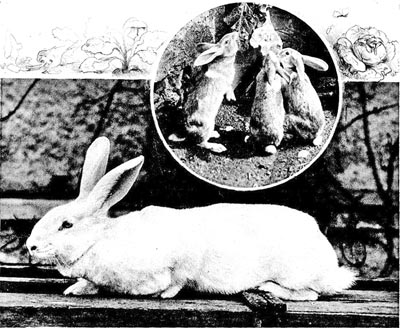 >
Wei�e H�sin (Kaninchenweibchen)      Fressende Kaninchen