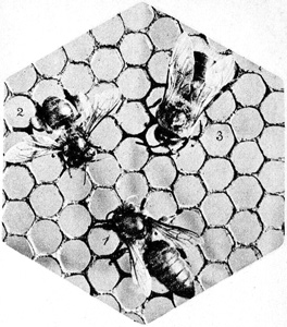 Die Geschlechter der Bienen:
1 K�nigin      2 Arbeiterin      3 Drohne