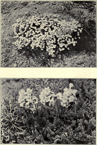Alpine Phlox and
Polemonium confertum