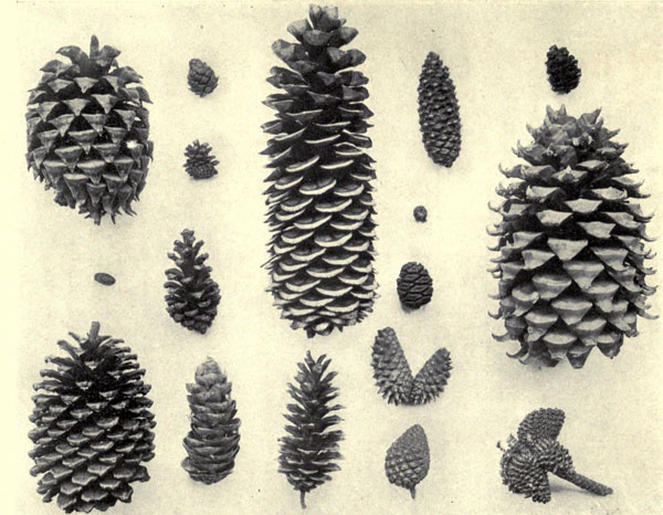 California
Cones