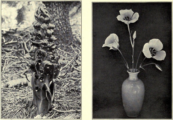 Mariposa Tulips
and the Snow Plant