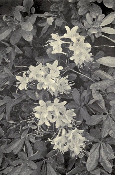 California
Azaleas