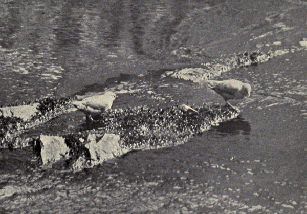Water Ouzels in a
Mountain Stream