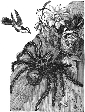 Spider