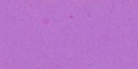 XI_63_b_Amparo_Purple
